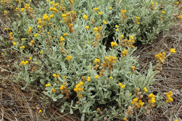 Chrysocephalum Flambe Yellowjpg